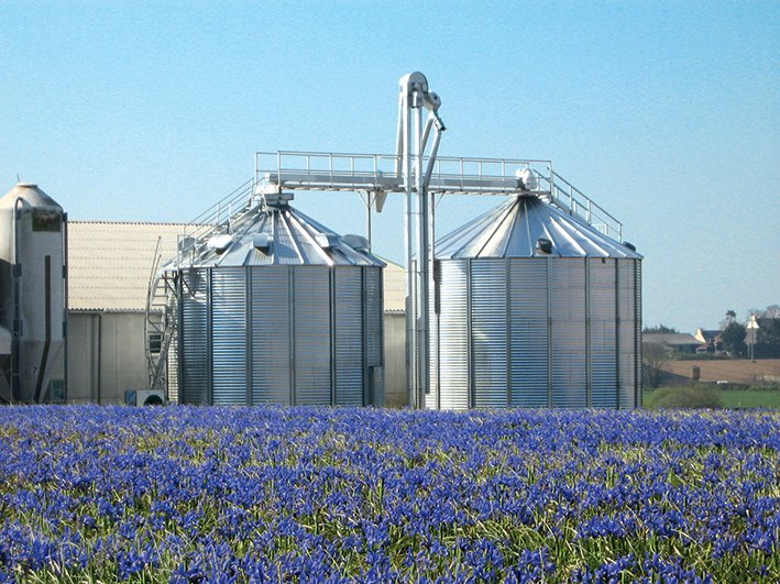 une cellule sécheuse et un silo à grain fond plat avec un élévateur à godets au milieu